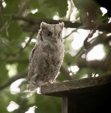 Xot  - Ramon Prat Espelt