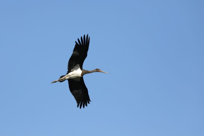 Cigogne noire  - Feli Guardado