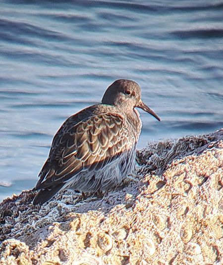 Territ fosc  - Josep Crusafont