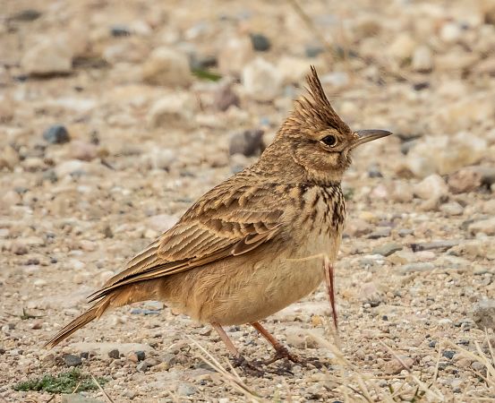 Cogujada común  - Màrius Domingo