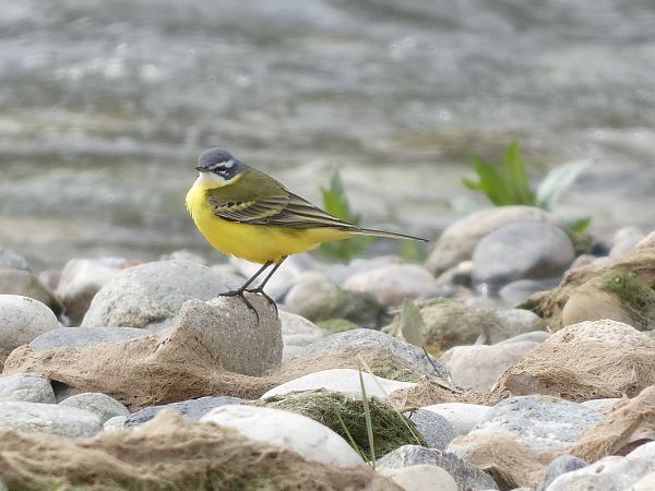 Cuereta groga  - Andrew Clarke