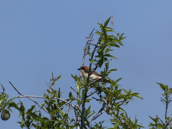 Capsigrany balear  - Andrew Clarke