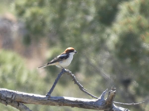 Capsigrany balear  - Andrew Clarke