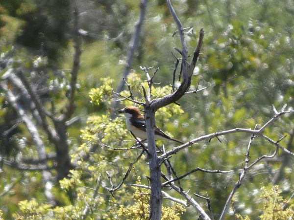 Capsigrany balear  - Andrew Clarke