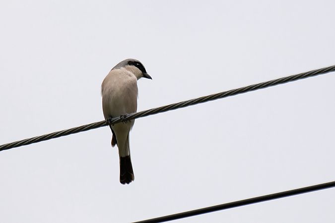 Escorxador  - Feli Guardado