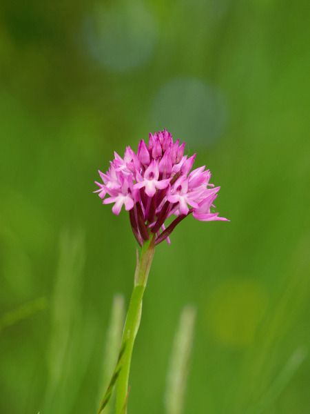 Anacamptis pyramidalis  - Ramon Calvet i Falgueras