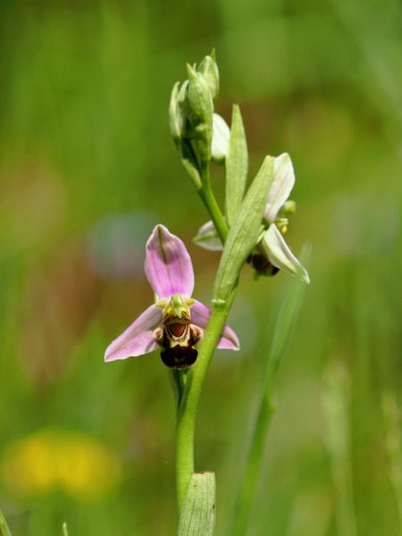 Ophrys apifera  - Ramon Calvet i Falgueras