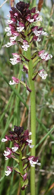 Neotinea ustulata  - Carles Miñarro