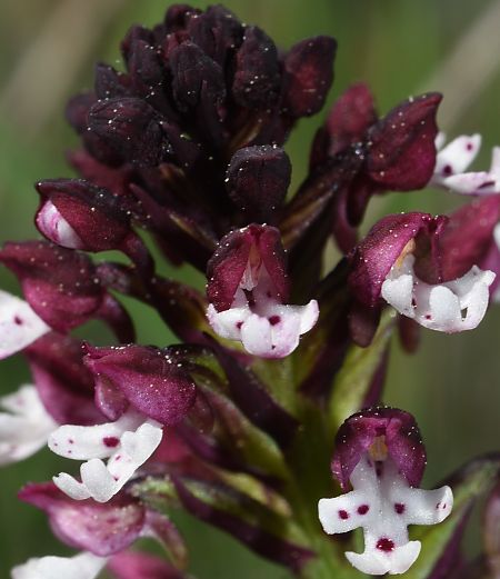 Orchis brûlé  - Carles Miñarro