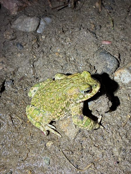 Natterjack Toad  - Oriol Soler Ferrer