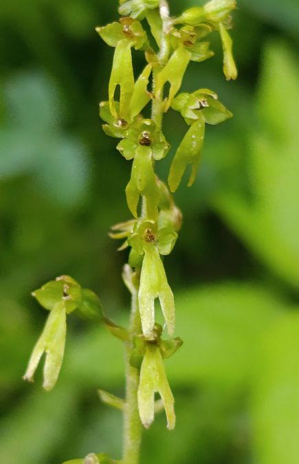 Neottia ovata  - Daniel González