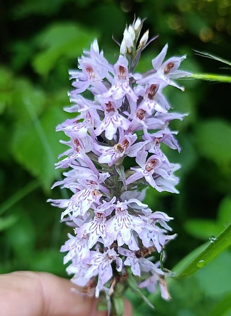 Dactylorhiza fuchsii  - Daniel González