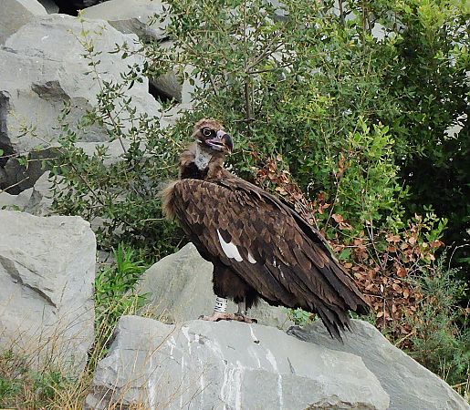 Cinereous Vulture  - Lluis Mir Pla