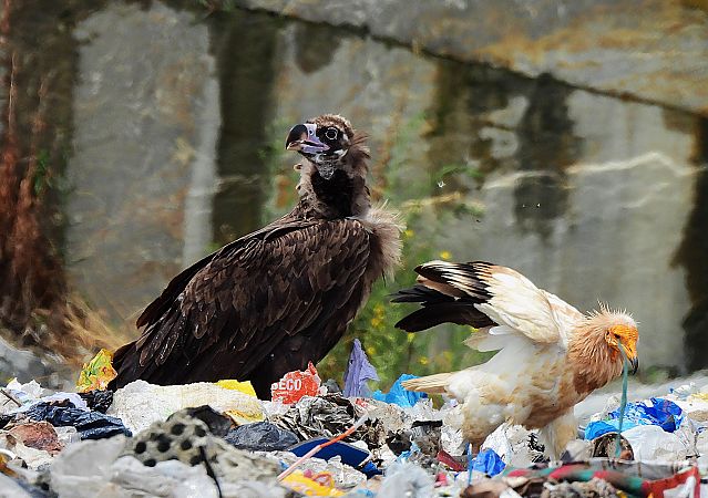 Cinereous Vulture  - Lluis Mir Pla