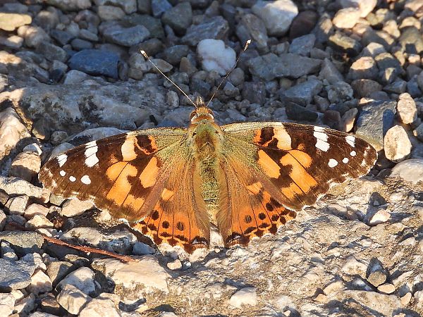 Painted Lady  - Pere Compte