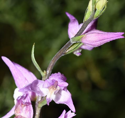 Cephalanthera rubra  - Carles Miñarro