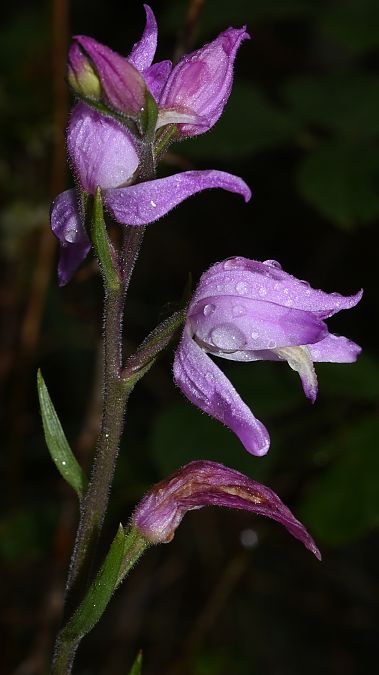 Cephalanthera rubra  - Carles Miñarro