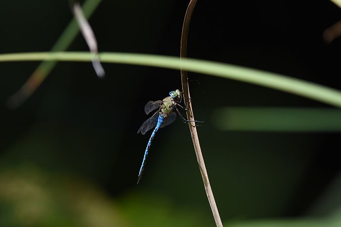 Emperador blau  - David Gispert