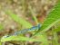 Common Bluet (Enallagma cyathigerum) © Carlos Alvarez-Cros