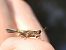 Paratettix meridionalis © Carlos Alvarez-Cros