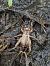 Bordeaux Cricket (Eumodicogryllus bordigalensis) © Carlos Alvarez-Cros