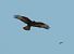Buse variable - Domingo Màrius