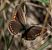 Blaveta de l'astràgal (Polyommatus escheri) © Màrius Domingo