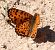 Damer roig (Melitaea didyma) © Màrius Domingo