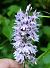 Orchis de Fuchs (Dactylorhiza fuchsii) © Daniel González