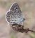 Blaveta de l'astràgal (Polyommatus escheri) © Daniel González