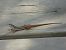 Red-tailed Spiny-footed Lizard (Acanthodactylus erythrurus) © David Meca