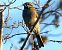 Cirl Bunting - Solé Molins Josep Maria