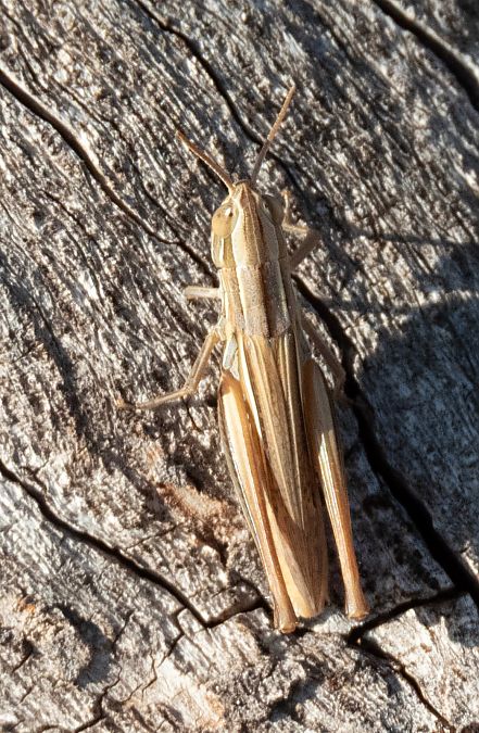 Euchorthippus indeterminat  - Màrius Domingo
