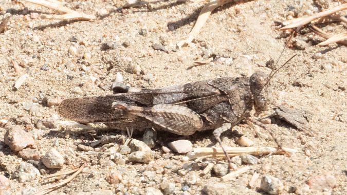 Edipoda blavosa  - Màrius Domingo