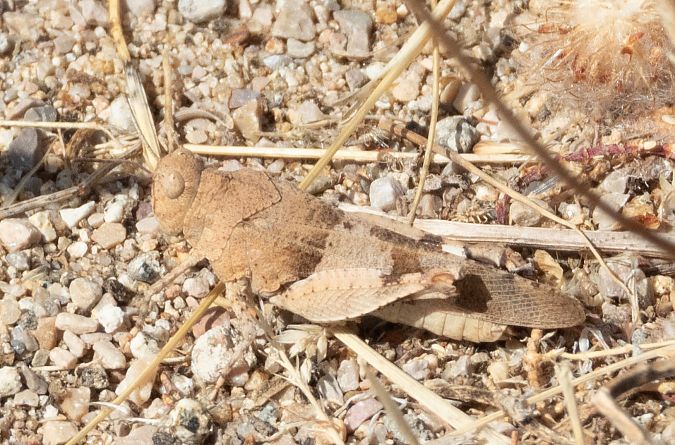Edipoda blavosa  - Màrius Domingo