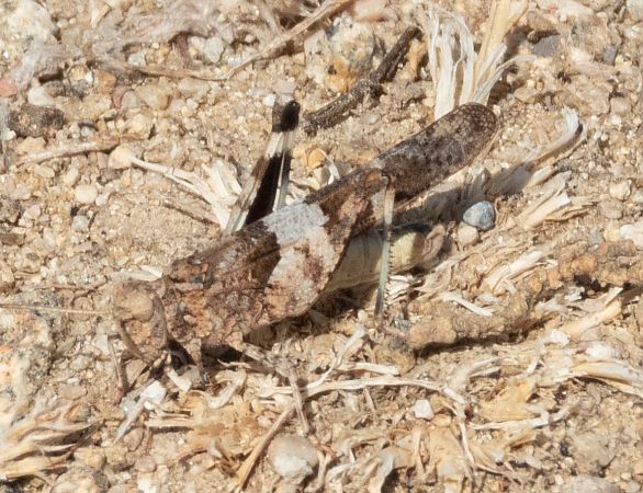 Sphingonotus indeterminat  - Màrius Domingo