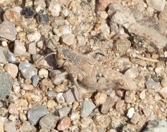 Sphingonotus indeterminat  - Màrius Domingo