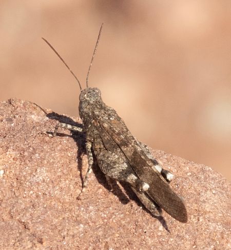 Sphingonotus indeterminat  - Màrius Domingo