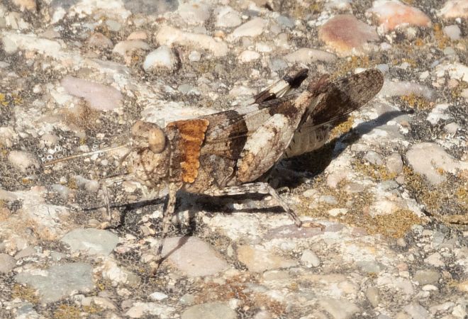 Sphingonotus indeterminat  - Màrius Domingo
