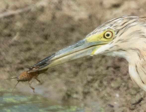 Grill cadell (gryllotalpa)  - Màrius Domingo