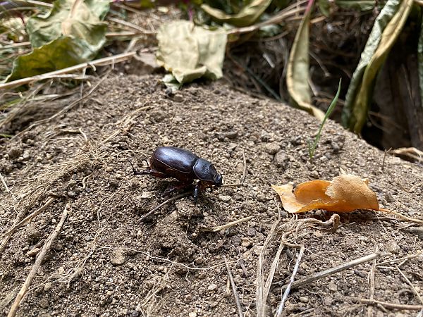 Oryctes nasicornis  - Andreu Escolà Llevat