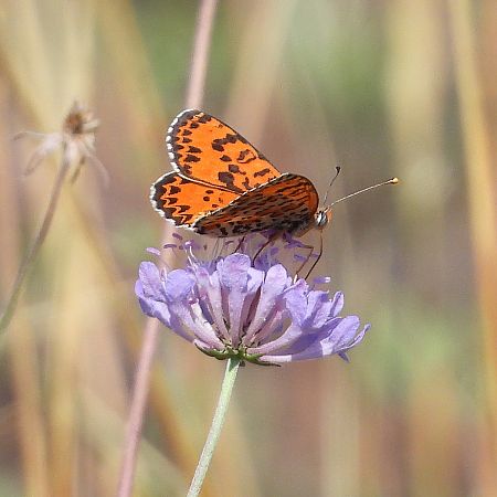 Spotted Fritillary  - Pere Compte