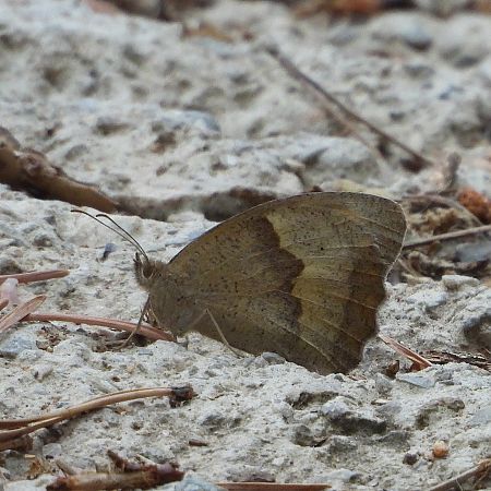 Meadow Brown  - Pere Compte