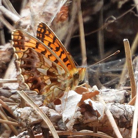 Weaver's Fritillary  - Pere Compte