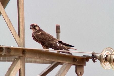Lanner Falcon  - Xesco Puigdomenech