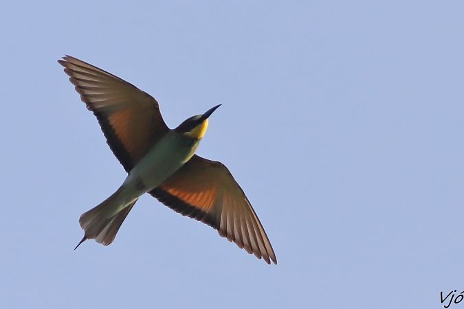 Abellerol  - Lluís Vilamajó