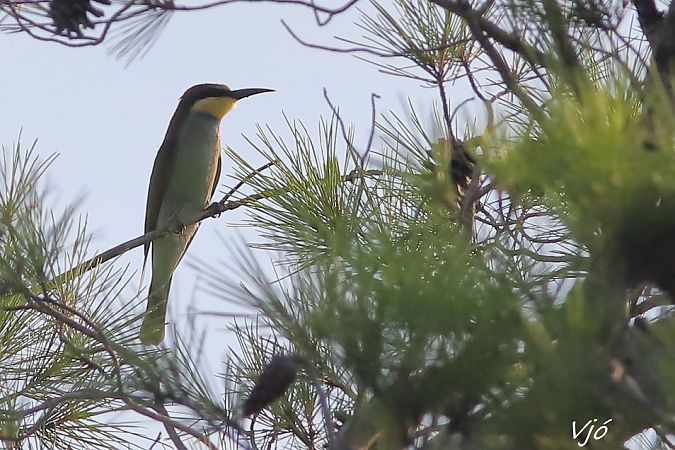Guêpier d'Europe  - Lluís Vilamajó
