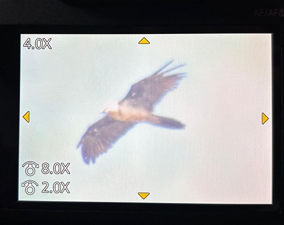 Bearded Vulture  - Pol Vaqué