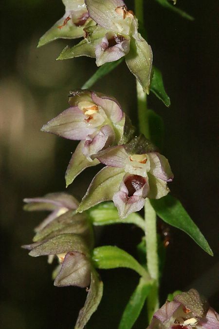 Epipactis helleborine  - Xavier Alamany