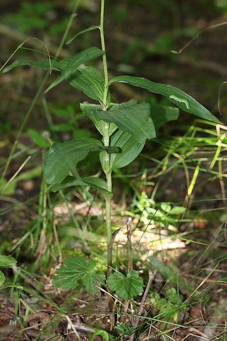 Epipactis helleborine  - Xavier Alamany